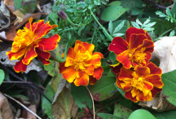 Marigolds