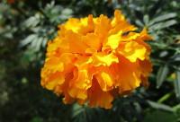 Marigold