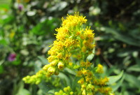 Goldenrod