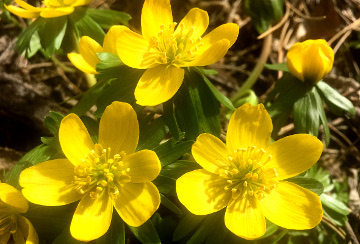 Winter Aconite