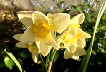 Summer Daffodils