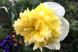 Daffodil