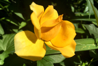 Yellow Rose