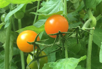 Barren Branches Projected on Gray Skies