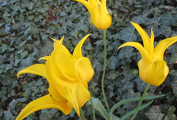 Yellow Tulips