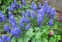 Grape Hyacinths