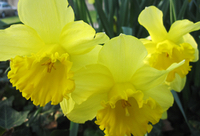 Yellow Daffodils