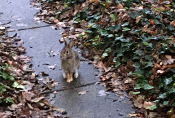 Rabbit in Rain