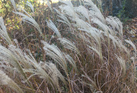 Windswept Grasses