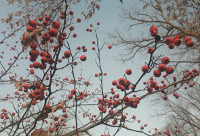 Red Crabapples