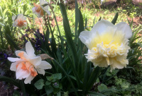 Daffodils