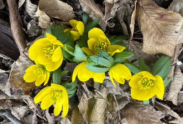 Winter Aconite