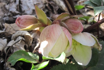 Pink Hellebores