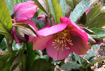 Rose Hellebore