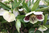 Hellebores