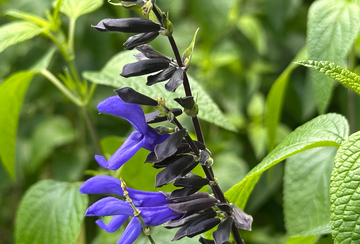 Black and Blue Salvia