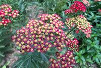 Red Yarrow