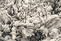 Snow Covered Bushes